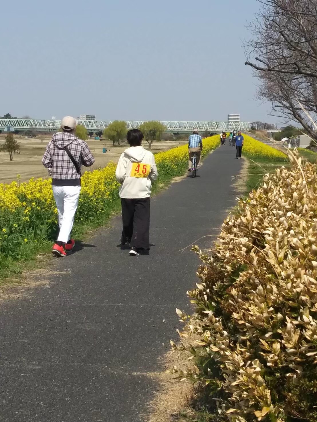 菜の花と春の散歩道