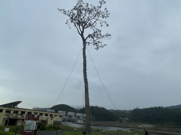 奇跡の一本松